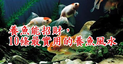 招財小型魚|養魚能招財，10條最實用的養魚風水（你一定要知道）。